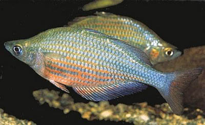 Glossolepis dorityi